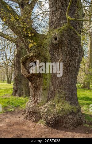 Gemeine Eiche, stielige Eiche, englische Eiche (Quercus robur. Quercus pedunculata), alte englische Eiche in einem Park, Deutschland, Hamburg, Ottensen Stockfoto