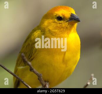 Nahaufnahme des Gelben Waldsänger (Setophaga petechia), der im Baum Vilcabamba, Ecuador, sitzt. Stockfoto