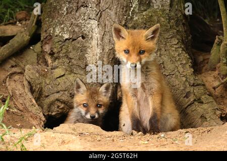 Rotfuchs (Vulpes vulpes), zwei Fuchsjungen vor dem Bau, mit Blick in die Kamera, Deutschland, Baden-Württemberg Stockfoto