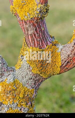 Kyushu Ahorn, Red Snakebark Ahorn (Acer consticuum 'Phoenix', Acer consticuum Phoenix), Stamm von Kultivar Phoenix mit Flechten Stockfoto