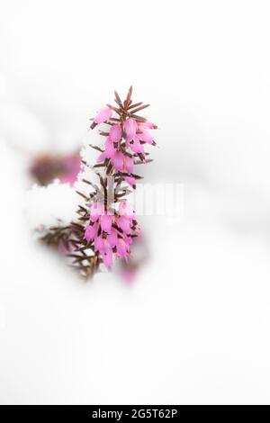 Frühlingsheide (Erica herbacea, Erica carnea), blüht im Schnee, Deutschland, Bayern Stockfoto