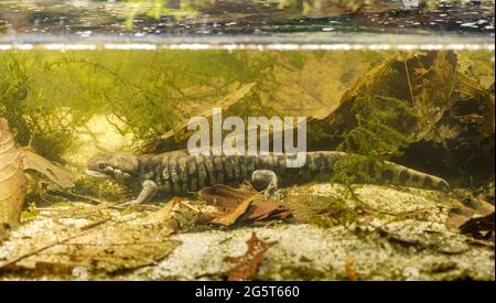 Barred Tiger Salamander, westlicher Tiger-Salamander (Ambystoma mavortium), Jagd unter Wasser Stockfoto