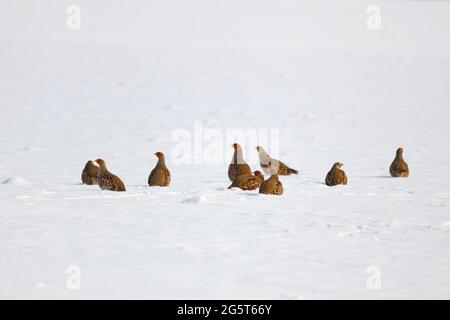 Graues Rebhuhn (Perdix perdix), Gruppe von grauen Beständen auf einem schneebedeckten Feld, Deutschland, Bayern, Unterfranken, Unterfranken Stockfoto