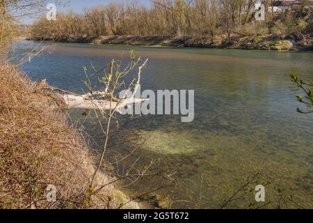 Donaulachs, Huchen (Hucho hucho), Laichplatz im Fluss, Deutschland, Bayern, Inn Stockfoto