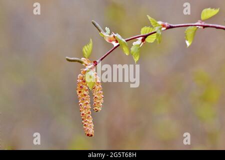 Gemeine Birke, Silberbirke, europäische weiße Birke, weiße Birke (Betula pendula, Betula alba), Zweig mit männlichen und weiblichen Kätzchen, Deutschland, Nord Stockfoto