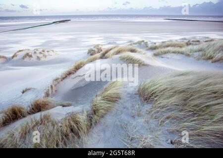 Sandsturm in den Sint-Laurinsduinen, Belgien, Westflandern, Middelkerke, Sint-Laurinsduinen Stockfoto