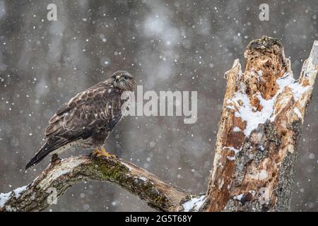 Eurasischer Bussard (Buteo buteo), der bei Schneefall auf einem toten Baum thront, Deutschland, Bayern Stockfoto