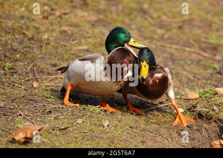 mallard (Anas platyrhynchos), zwei kämpfende drake-Stockenten in der Paarungssaison, Deutschland, Baden-Württemberg Stockfoto