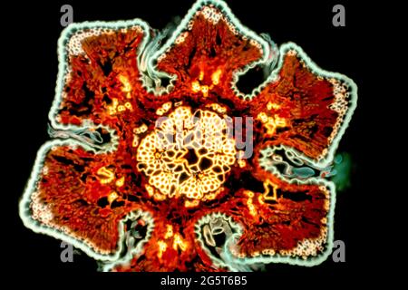 She-Oak (Casuarina spec.), Querschnitt einer Casuarina-Nadel, Lichtmikroskop, fluoreszierendes Bild Stockfoto