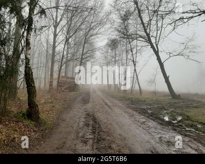 Morgennebel im Wald, Deutschland Stockfoto