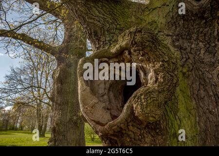 Gemeine Eiche, stielige Eiche, englische Eiche (Quercus robur. Quercus pedunculata), ein Loch einer alten englischen Eiche in einem Park, Deutschland, Hamburg, Ottensen Stockfoto