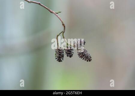 Erle, Schwarzerle, Europäische Erle (Alnus glutinosa), Zapfen, Deutschland Stockfoto