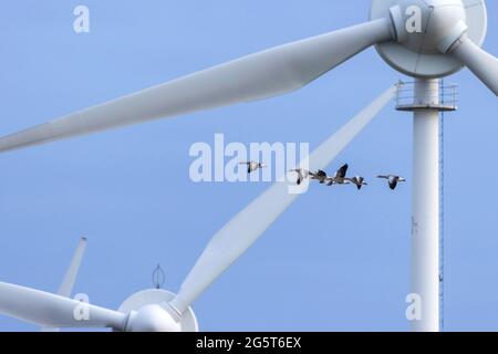 Graugans (Anser anser), Graugänse fliegen vor Windrädern, Deutschland, Mecklenburg-Vorpommern Stockfoto
