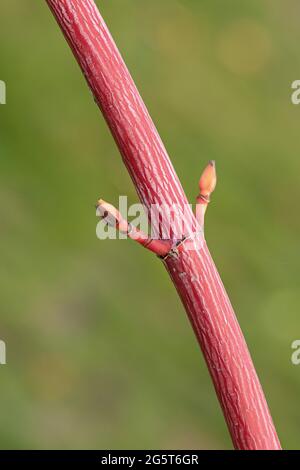 Kyushu Ahorn, Red Snakebark Ahorn (Acer consticuum 'Phoenix', Acer consticuum Phoenix), Zweig der Sorte Phoenix Stockfoto