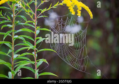 Goldrute, Goldrute (Solidago virgaurea), Spinnennetz an einem nebligen Herbstmorgen, Deutschland, Bayern Stockfoto