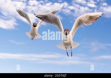 Schwarzkopfmöwe (Larus ridibundus, Chroicocephalus ridibundus), zwei Schwarzkopfmöwen im Flug bei bewölktem Himmel, Niederlande Stockfoto