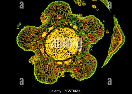 She-Oak (Casuarina spec.), Querschnitt einer Casuarina-Nadel, Lichtmikroskop, fluoreszierendes Bild Stockfoto