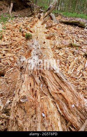 Schottische Kiefer, Schottenkiefer (Pinus sylvestris), degradierter gefallener Baumstamm, Deutschland, Nordrhein-Westfalen Stockfoto