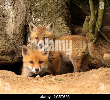 Rotfuchs (Vulpes vulpes), Fuchsjunges vor dem Bau mit Blick in die Kamera, Deutschland, Baden-Württemberg Stockfoto