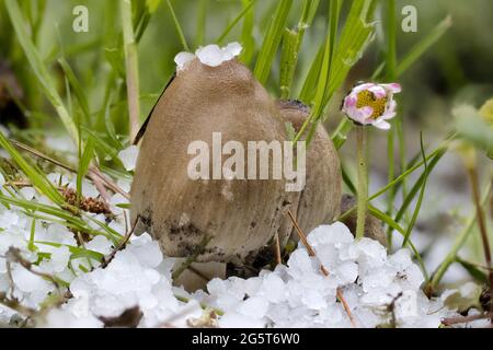 Gewöhnlicher Tintenfass, zotteliger Tintenfass, Anwalt (Coprinus atramentarius), Fruchtkörper mit Hagelsteinen, Deutschland, Mecklenburg-Vorpommern Stockfoto