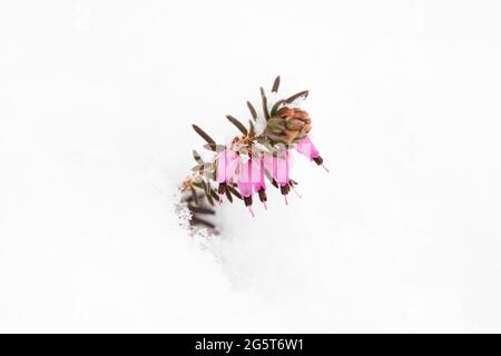 Frühlingsheide (Erica herbacea, Erica carnea), blüht im Schnee, Deutschland, Bayern Stockfoto