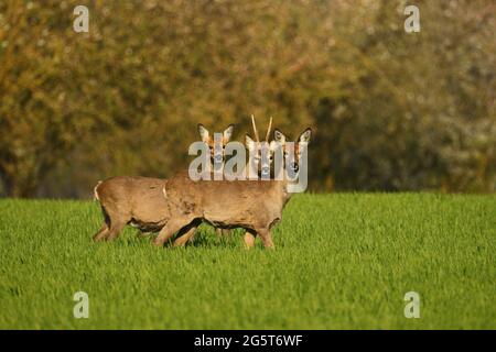 Rehe (Capreolus capreolus), ein Bock und zwei tut auf einem Feld im Frühjahr, Deutschland, Baden-Württemberg Stockfoto