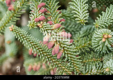 Spanische Fir, Igelfir (Abies pinsapo 'Kelleriis', Abies pinsapo Kelleriis), Zweig mit jungen Zapfen, Sorte Kelleriis Stockfoto