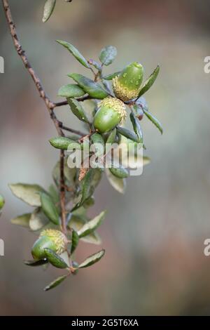 korkeiche (Quercus suber), Zweig mit Eicheln, Italien, Sardegna Stockfoto