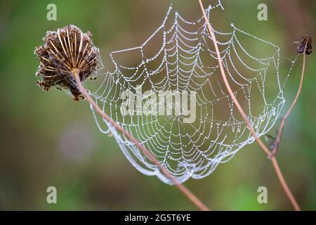 Spinnennetz an einem nebligen Herbstmorgen, Deutschland, Bayern Stockfoto