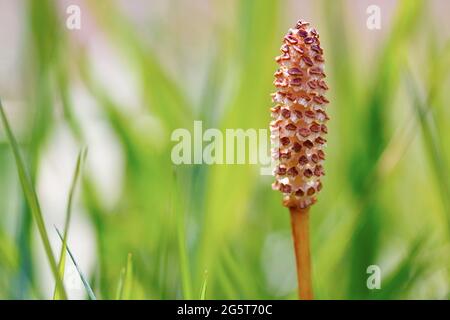 Feldachtelhalm (Equisetum arvense), Strobilus, Deutschland Stockfoto