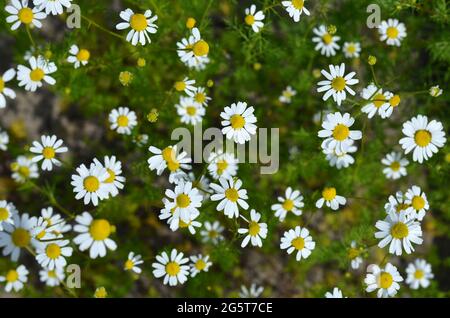 Kamille oder Matricaria Kamilla - einjährige aromatische Pflanze in der Kräutermedizin verwendet. Kann als natürlicher Hintergrund verwendet werden. Stockfoto