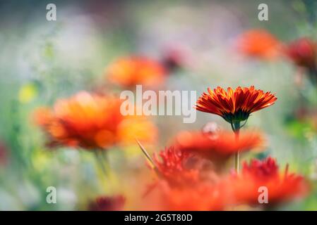 Pot Marigold (Calendula officinalis) auf unscharfen Hintergrund. Rote blühende Heilpflanze der Familie der Asteraceae. Stockfoto