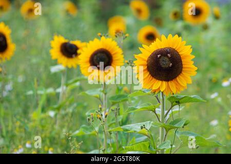 Blühende Sonnenblumen auf dem Feld Stockfoto
