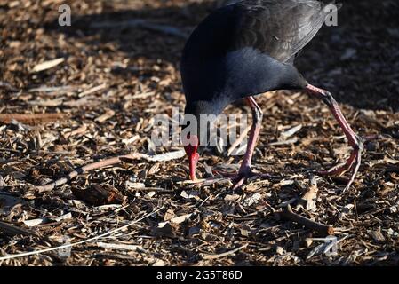 Nahaufnahme eines australasiatischen Swamphen, auch bekannt als Pukeko, der sich beugte, um auf Trümmer von nahegelegenen Bäumen zu peicken Stockfoto