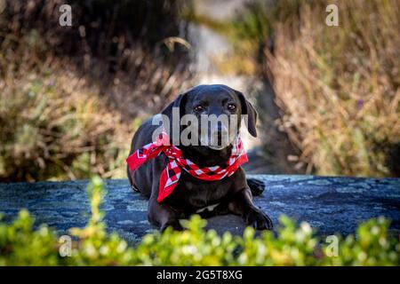 Ein alter Hund, der ein rotes Bandana trägt, ruht in einem Park und genießt es, im Schatten zu liegen. Neuseeland Stockfoto