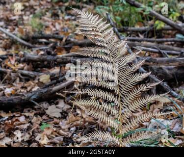 Goldfarbener Herbstfarn, der zwischen den Zweigen und gefallenen Blättern entlang des Horizon Rock Trail in St. Croix Falls, Wisconsin, USA, wächst. Stockfoto