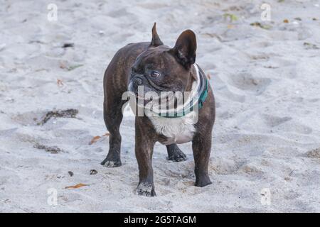 Der stehende französische Bulldogge tropft im Sommer im Freien auf den Strandsand Stockfoto