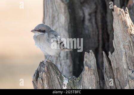 Ein junger, junger Karettschwürger (Lanius ludovicianus excubitorides), der gerade das Nest verlassen hat. Ein Vogel aus dem zentralen Tal von Kalifornien. Stockfoto