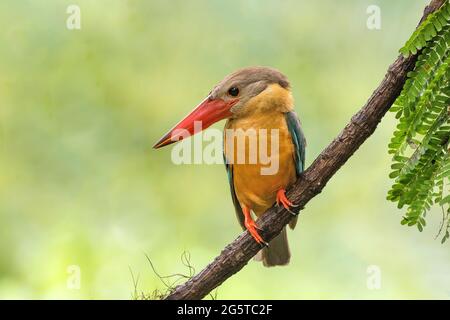 Ein riesiger Storchschnabel-Eisvögel auf einem netten Barsch Stockfoto