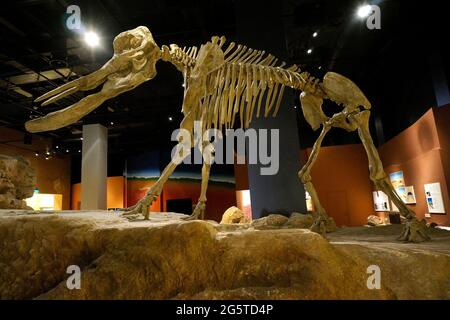 Nachbildung des Dinosaurierskeletts im Nationalmuseum, Riad, Königreich Saudi-Arabien, Naher Osten. Foto aufgenommen am 9. August 2017. Stockfoto