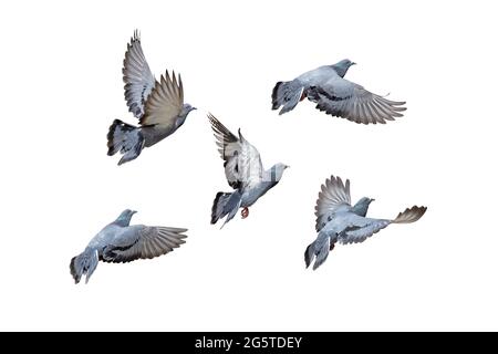 Bewegungsszene der Gruppe der Felsenkauben, die in der fliegen Luft isoliert auf weißem Hintergrund mit Begrenzungspfad Stockfoto