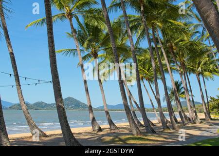 Palmen am tropischen Strand in Palm Cove North Queensland Stockfoto