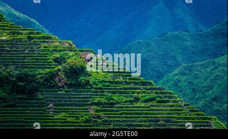 Greenview Feld der herrlichen Reisterrassen. Stockfoto