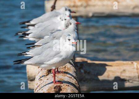 Eine Reihe von Möwen liegt auf einem alten Seebrücke. Möwen ruhen auf dem Wellenbrecher. Die europäische Heringsmöwe, Larus argentatus Stockfoto