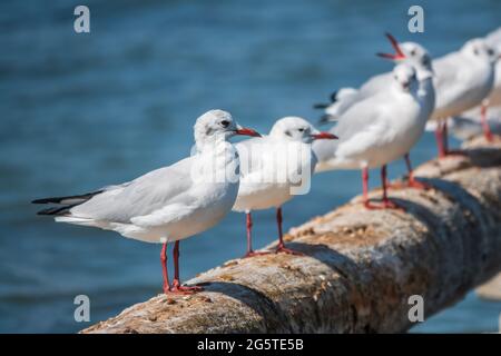 Eine Reihe von Möwen liegt auf einem alten Seebrücke. Möwen ruhen auf dem Wellenbrecher. Die europäische Heringsmöwe, Larus argentatus Stockfoto