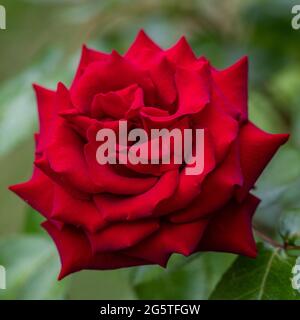 "Ingrid Bergman" Hybrid Tea Rose, Tehybridros (Rosa) Stockfoto