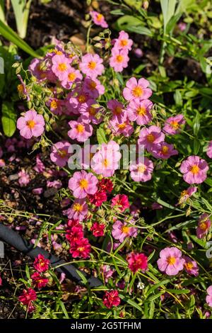 „Lawrenson’s Pink“ Rock Rose, Solvända (Helianthemum Hybrid) Stockfoto