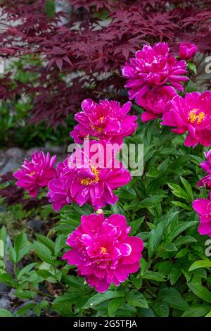 'Karl Rosenfield "gemeinsamen Garten, Luktpion Pfingstrose (Paeonia lactiflora) Stockfoto