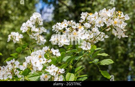 Wanderrose, Honungsros (Rosa helenae) Stockfoto