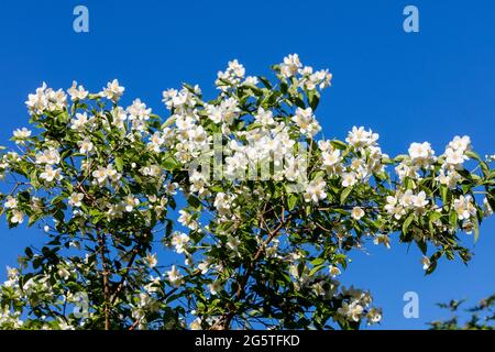 Mock Orange, Schersmin (Philadelphus coronarius) Stockfoto